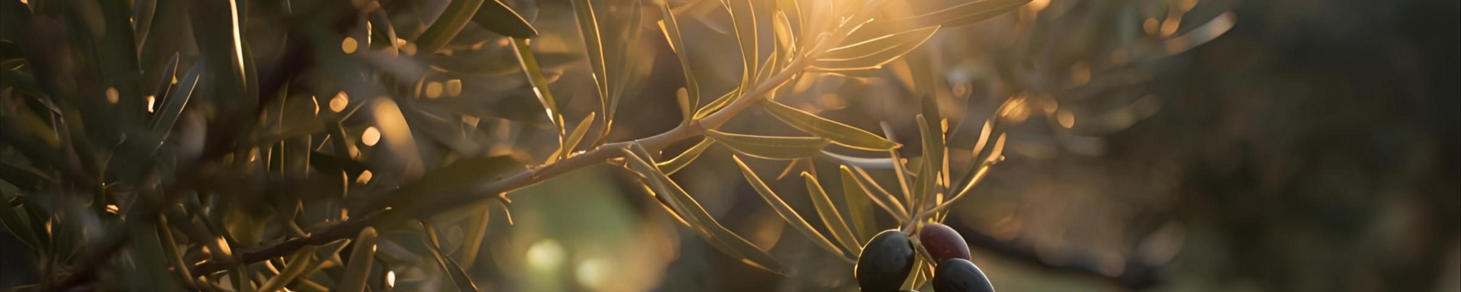 PS46 Jewelry, product page background, olive tree